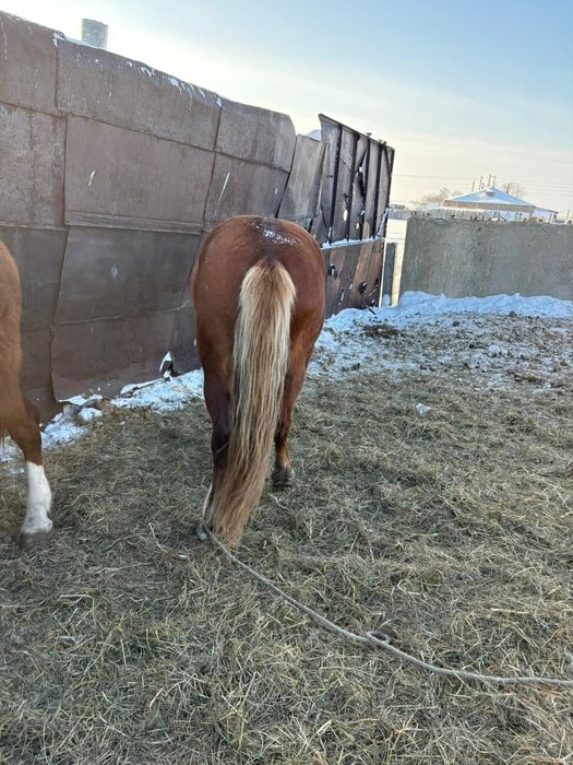 Продам жеребцов.