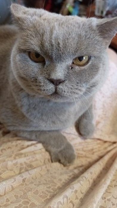 Отдам кошечку британка