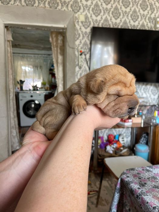 Щенки шарпейчики