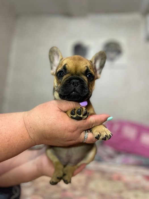 Продам щенков французского бульдога