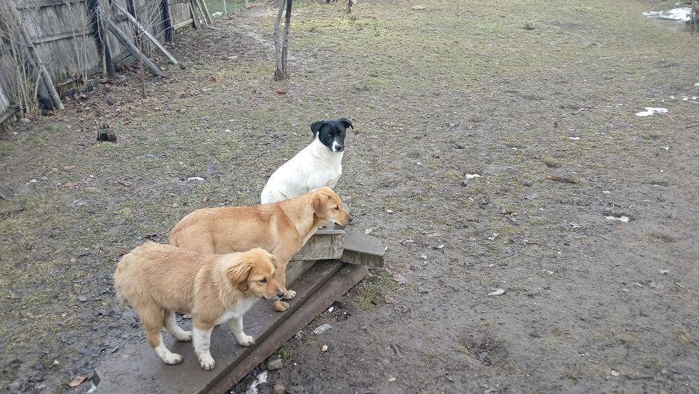 Donez 3  caini , talie mare, jud VN