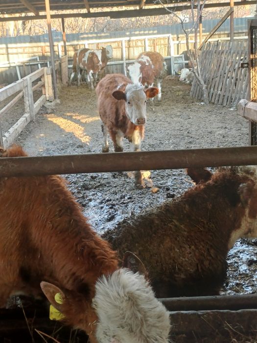 Продам бычков сементалы