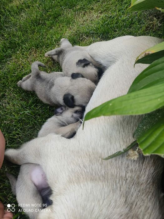 Продам щенков мопсиков