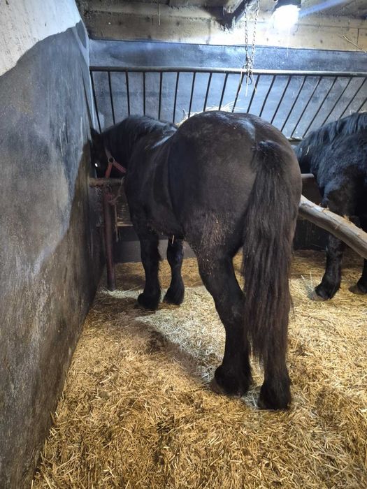 Vând 2 mânji de 2 ani la primavară