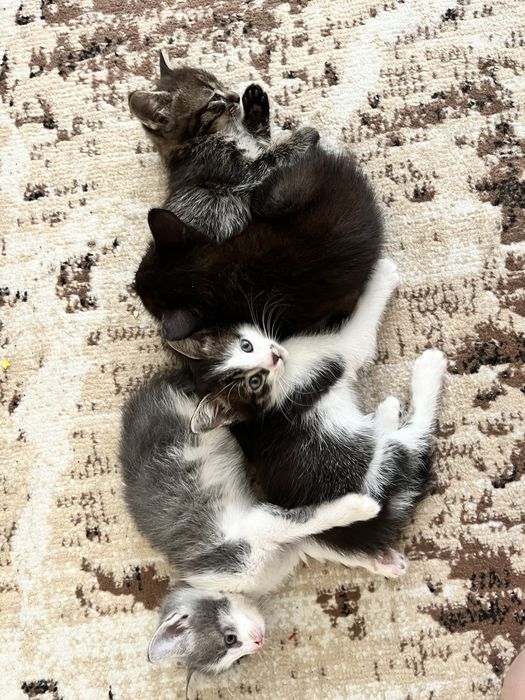 Котята в добрые руки