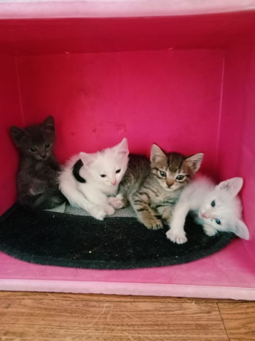 Котята в добрые руки))