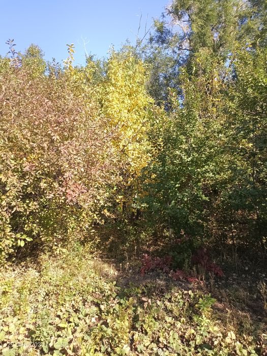 Продам дачу в 22 коллективе