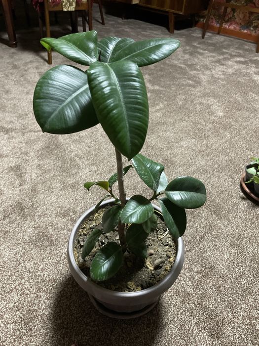 Фикусы, вьюны, молочаи, кактусы