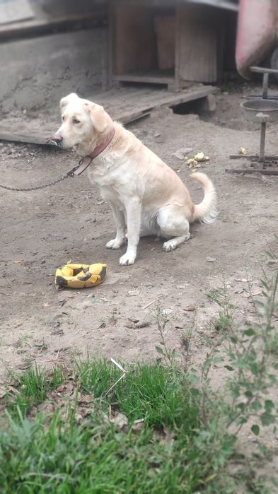 Лабрадор , с документами