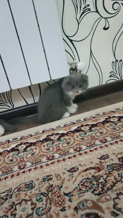 Mushuk bolasi 2ta sotiladi