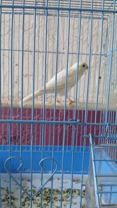 Канарейка  жагдайы