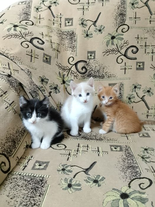 Продам домашних котят