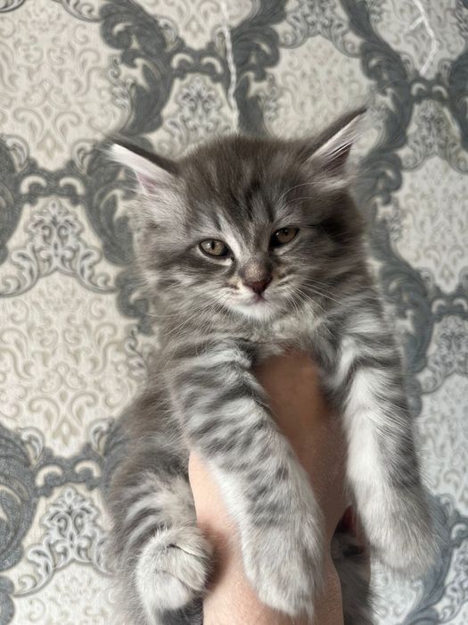 Продам шотландских котят мальчики и девочки