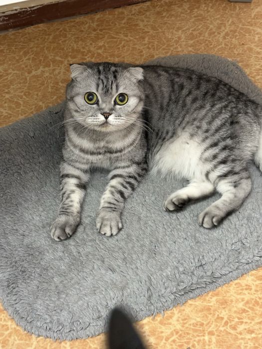 отдам кошку в добрые руки