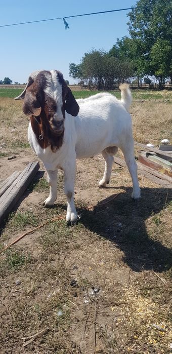  ap Si Capr Boer Curtici OLX ro