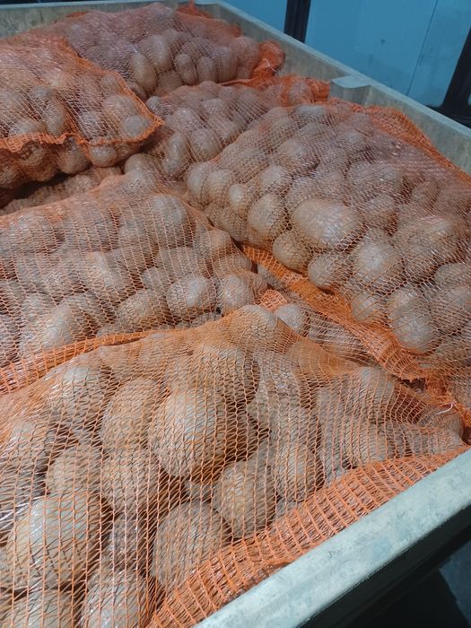 Cartofi albi si rosii de consum ambalați la 25 kg si la 10 kg