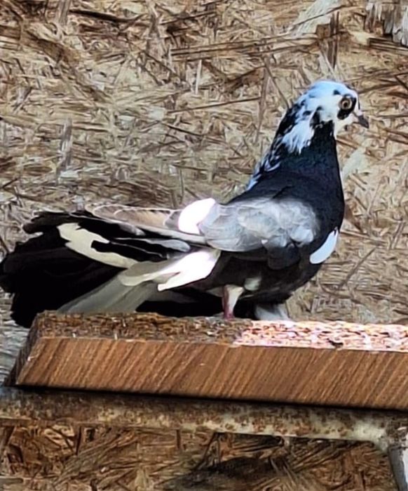 Голуби павлины, взрослые.