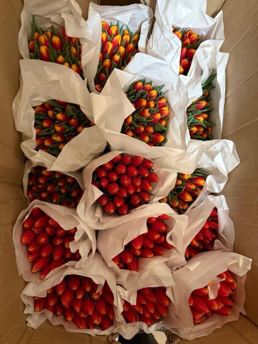 Тюльпаны   оптом