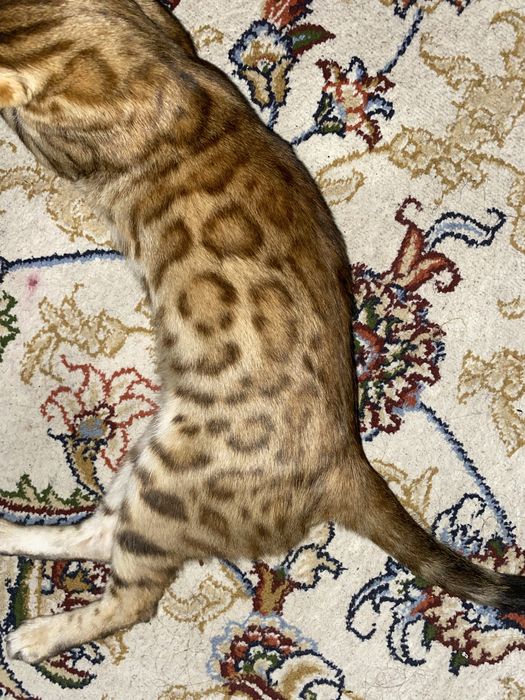 Bengal Leopard ayol