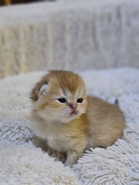 Котята британской шиншиллы