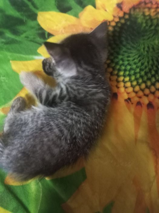 Одам котят бесплатно