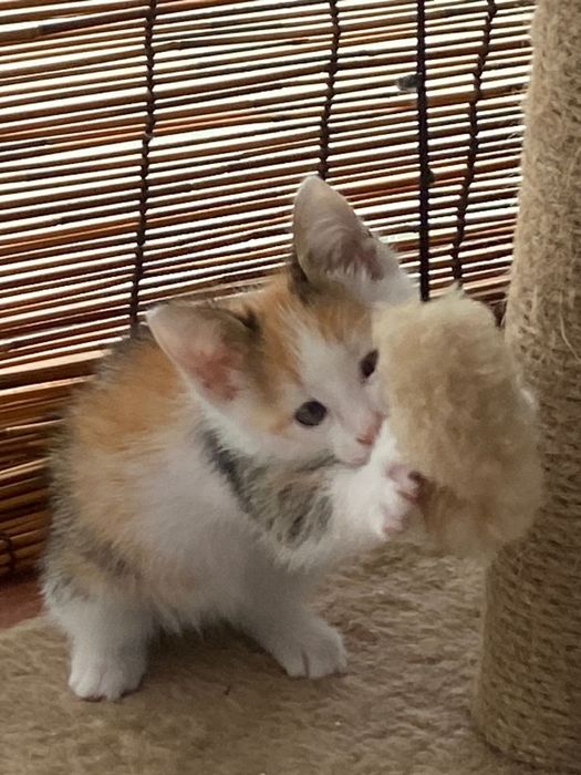 Отдам котенка в добрые руки