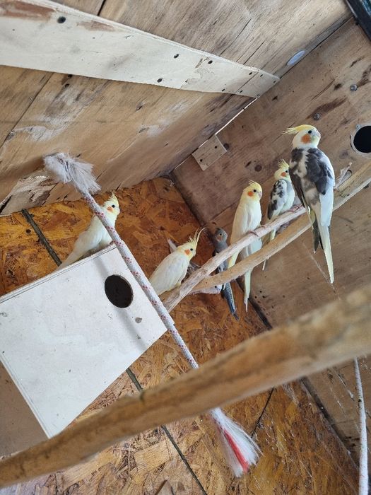 Papagali,perusi,nimfe,agapornis