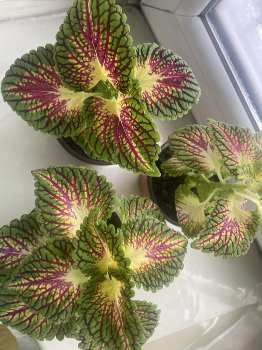 Комнатные цветы красивые