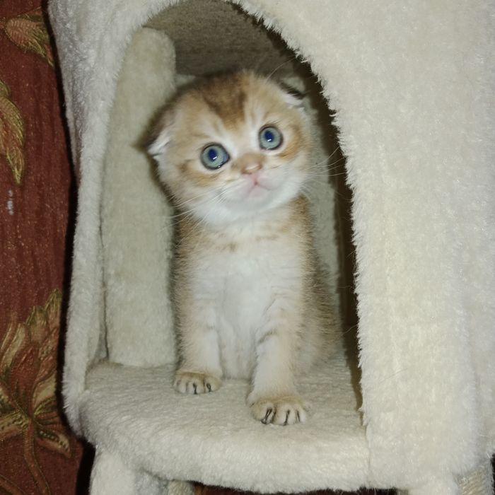 Милая девочка Скоттиш фолд золотая Шиншила