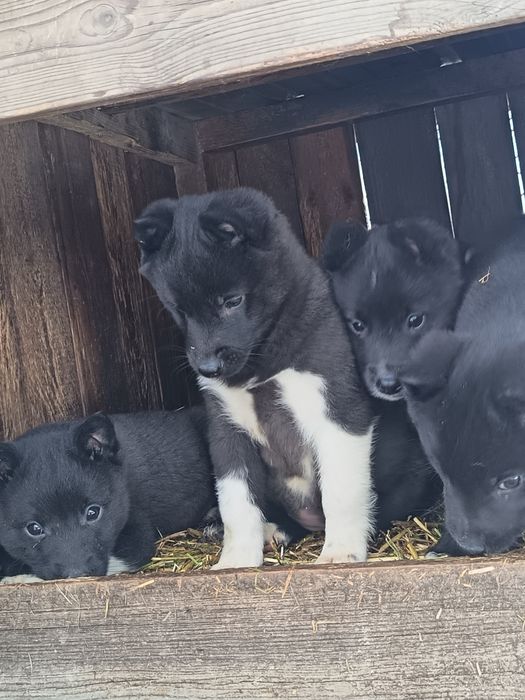 Лайка русско европейская