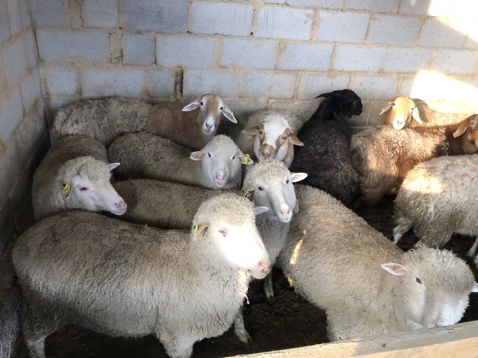 Қой/баран/тоқты/