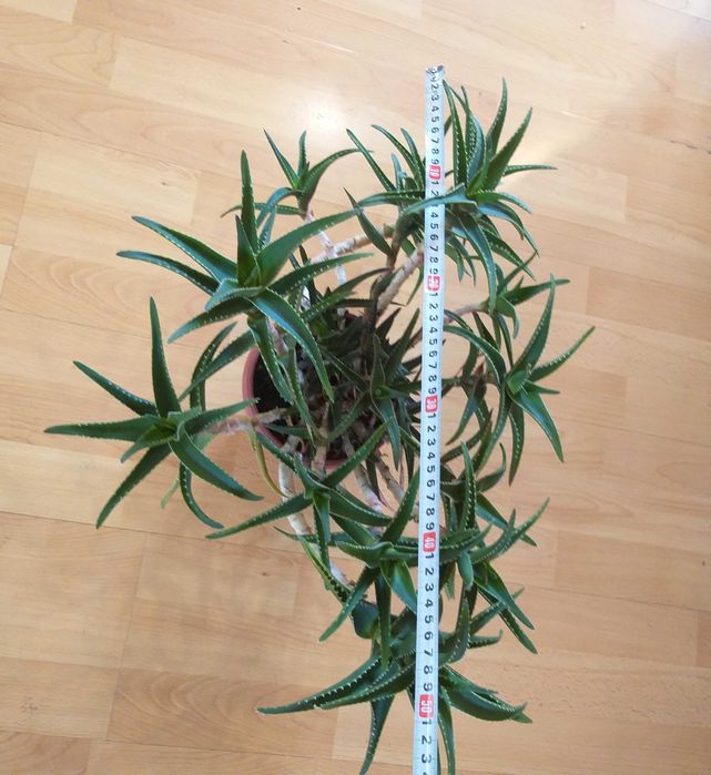 Алое с много приложения