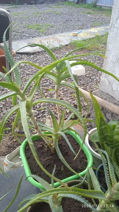 Распродажа. Почти даром.