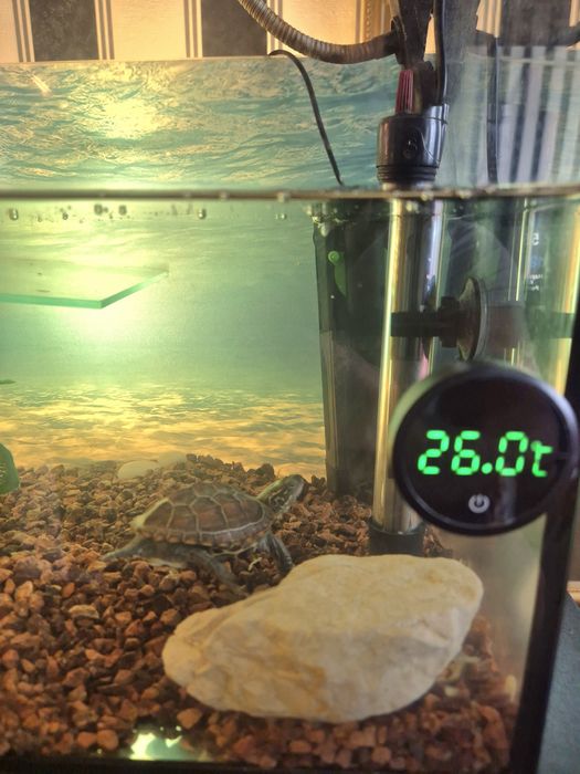 Vand broscute testoase