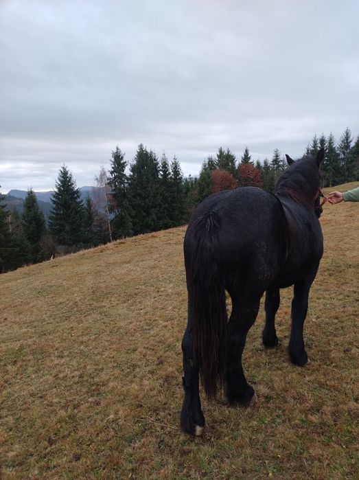 Vând mânză neagră