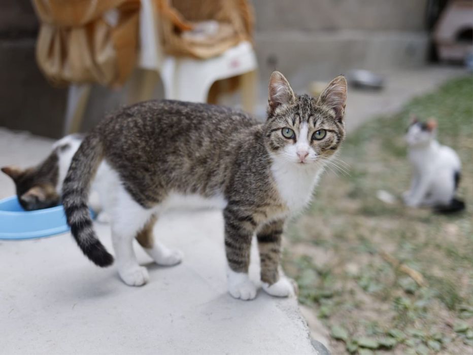 Котенок Мальчик