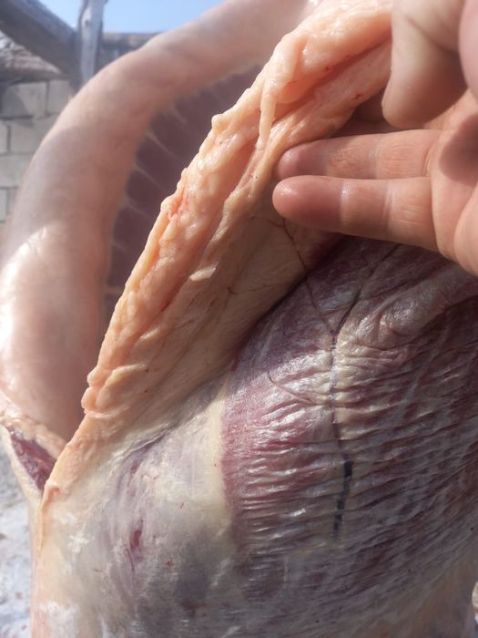 Семіз жылқының еті