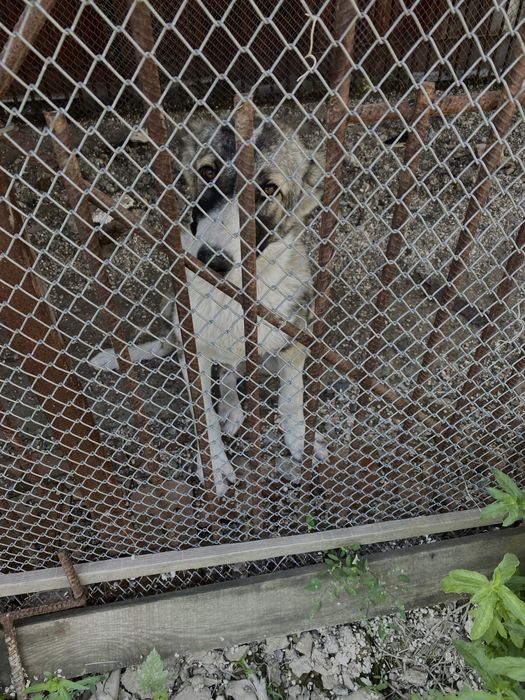 Щенок девочка 3 месяца за 15.000тг