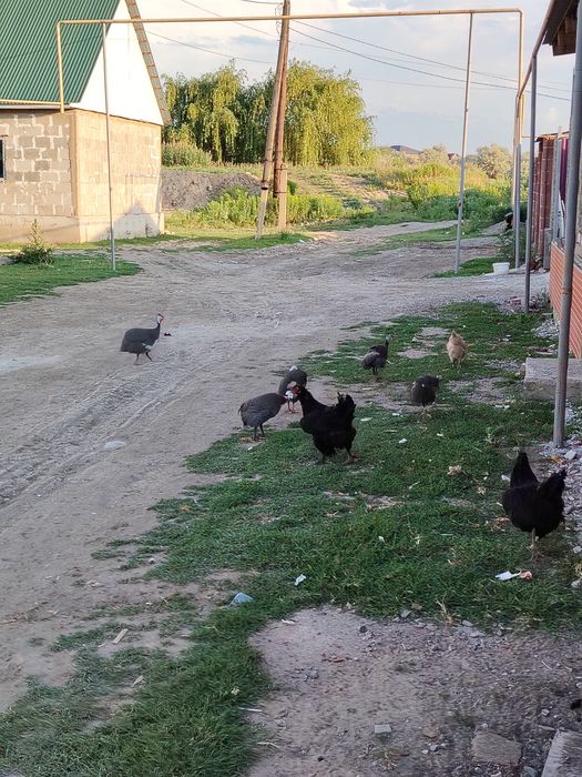 Продам. Цысарок  бодрых