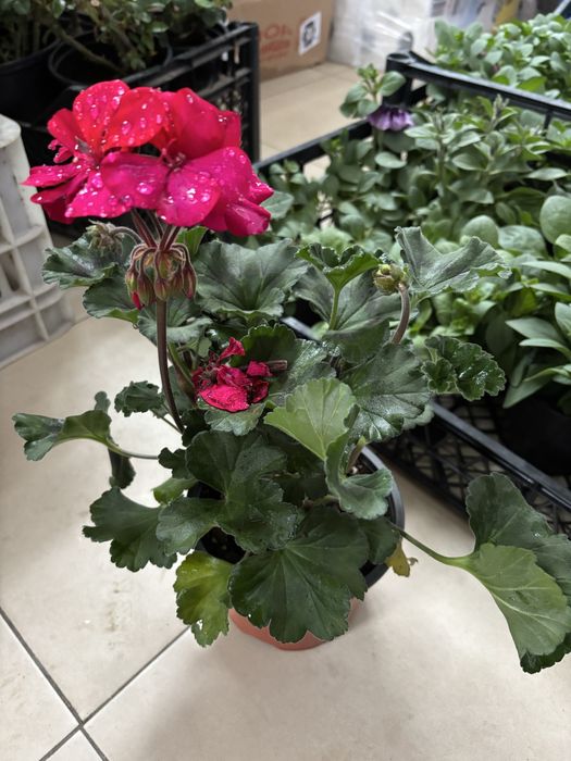 Мушкато, сакъзчета, маргаритки