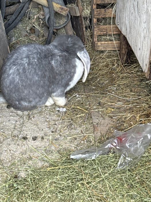 Кролик срочно продоеться