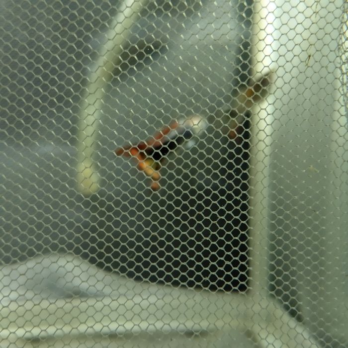 Продам гуппи самцы