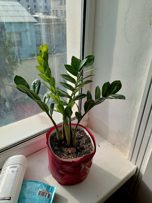 Продается Комнатные цветы цветы