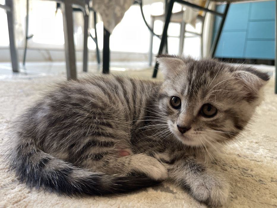 Котёнок ищет любящий дом!