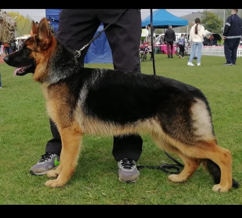 Ciobanesc german de vânzare