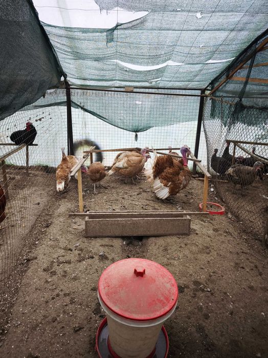 Оплодени Пуешки яйца