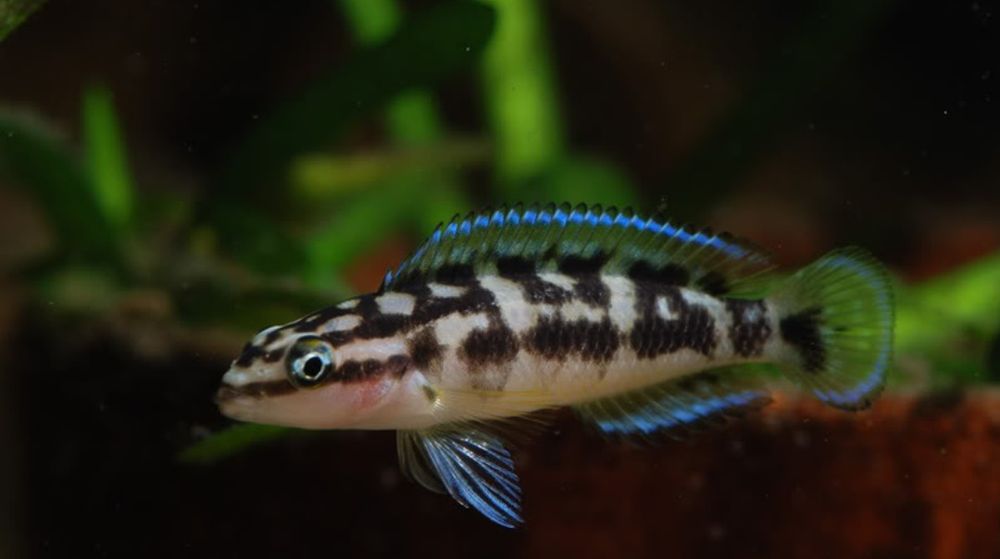 Tanganika : Julidochromis transcriptus