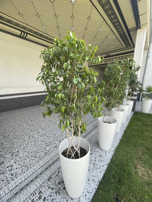 Домашние ростения