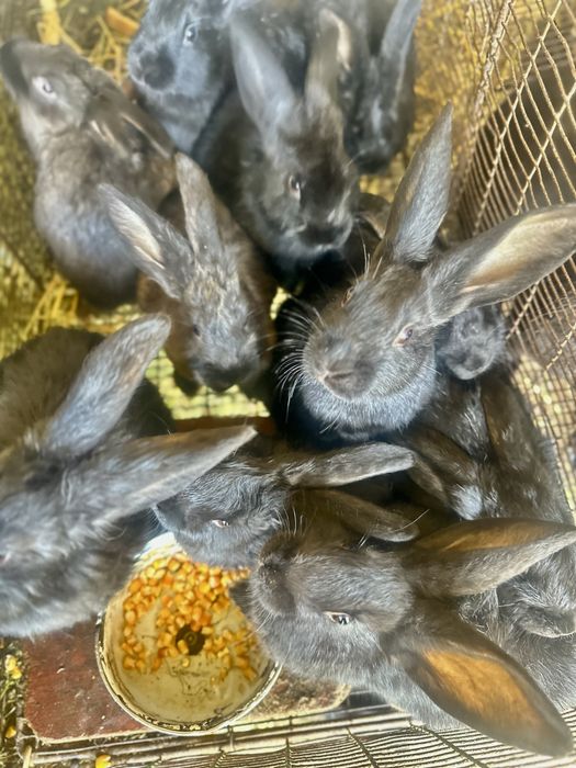 Kuyonlar Кролики