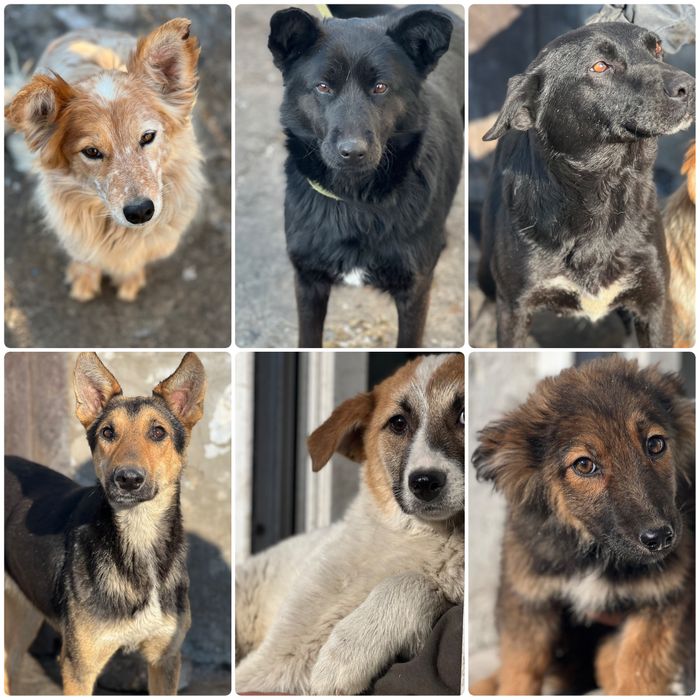 Собаки в хорошие руки